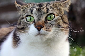 Ein lustiger neugieriger Katzenblick