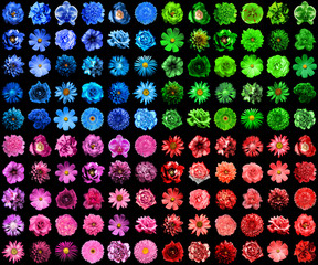 Mega pack of 120 in 1 natural and surreal blue, green, red and pink flowers isolated on black