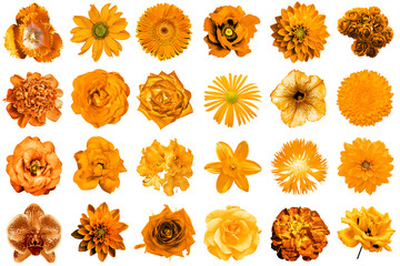 Mix collage of natural and surreal orange flowers 24 in 1