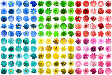 Mega pack of 150 in 1 natural and surreal blue, yellow, red, pink, green and turquoise flowers isolated on white