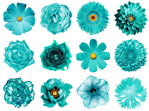Mix collage of natural and surreal cyan flowers 12 in 1