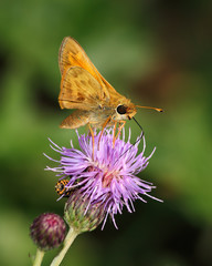 Thistle And Skipper