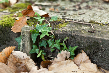 Forest macro, green leafs and moss, sunlight