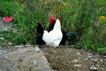 Two Black and One White Chicken in a Cage