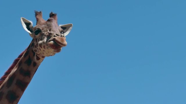 Giraffe (Giraffa camelopardalis) looking at camera. African wildlife in zoological gardens, wild animal in zoo. Copy space