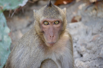 Obraz premium 可愛いサル 