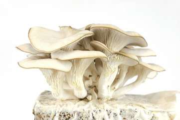 oyster mushroom isolated on white background