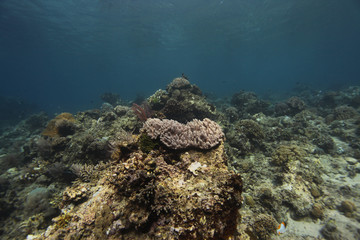 undrewater - wide angle shot of colorful coral reef in Asia