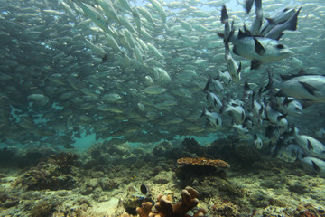 undrewater - wide angle shot of colorful coral reef  and school of fish in Asia