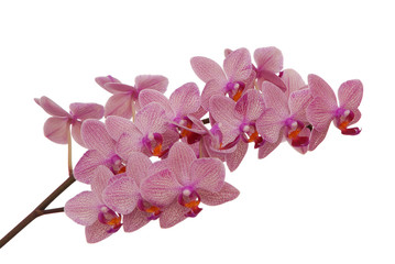 isolated pink orchid