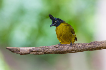 Beautiful bird Black-crested Bulbul