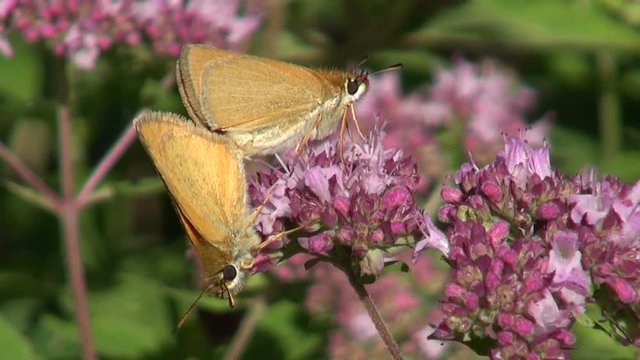 Two copulating butterflies on oregano on sunny summer day