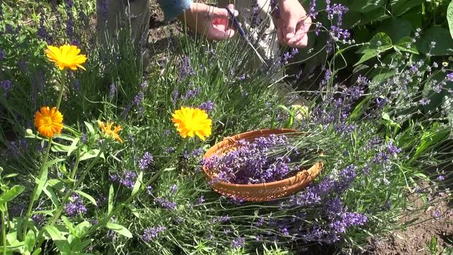 Gardener cutting lavender blossoms in herb garden on sunny summer day