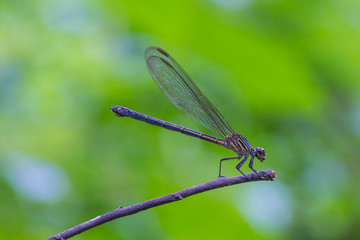 dragonfly resting on a branch in forest