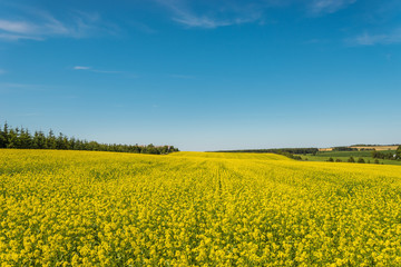 Fototapeta premium Yellow rapeseed field in bloom