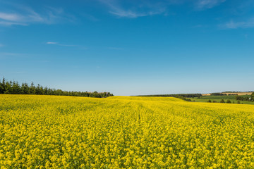 Yellow rapeseed field in bloom