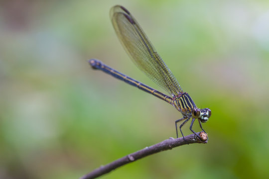 dragonfly resting on a branch in forest