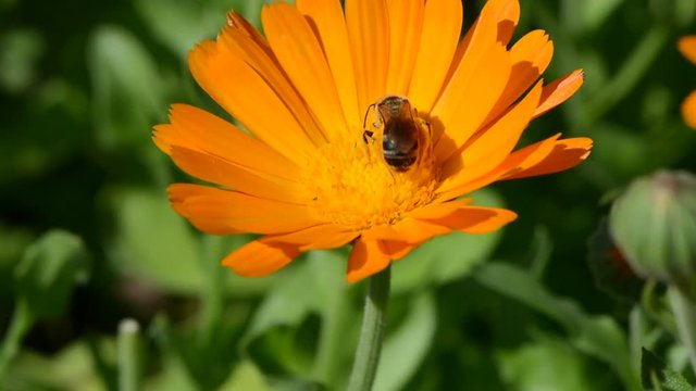 bees picking pollen from marigold calendula flower