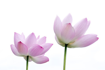 Fototapeta na wymiar lotus flower isolated on white background