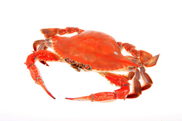 Crab