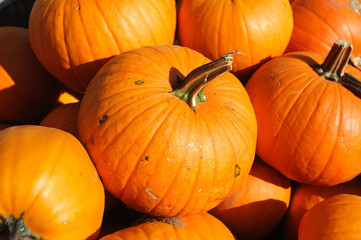 pumpkin harvest in autumn season