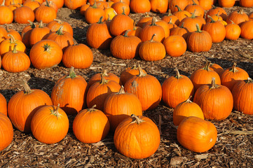 pumpkins on the farm field in harvest season