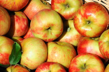 close up on honey crispy apples