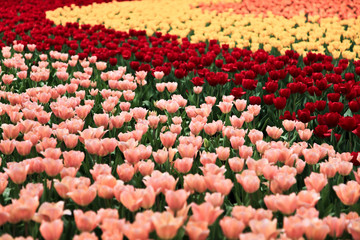 colorful tulip garden