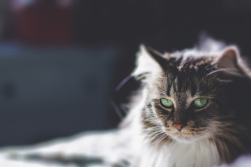 Domestic cat on the bed