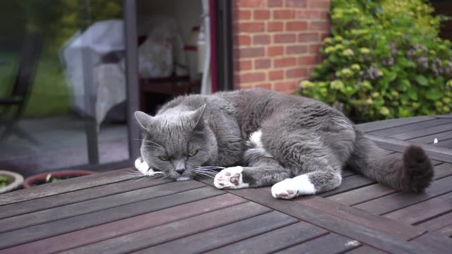 British Short Hair Cat