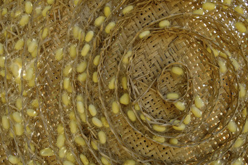 group of yellow silk cocoon in bamboo nest