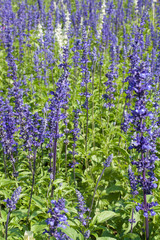 lavender bushes closeup