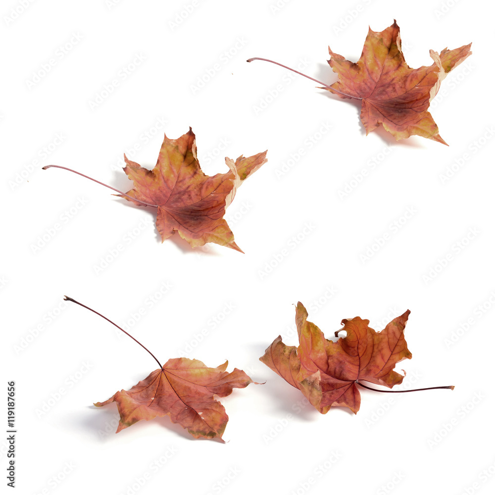 Canvas Prints seamless pattern maple leaf yellow red autumn