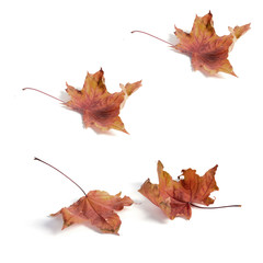 seamless pattern maple leaf yellow red autumn