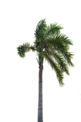 Palm tree on a white background