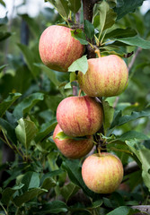 Red apples on the brunch