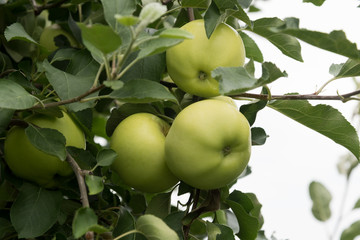Green apples