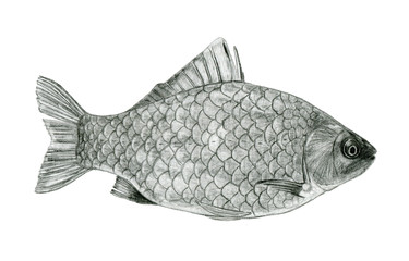 Fish sea bass sketch drawing