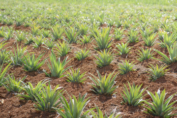 Fototapeta premium pineapple farm