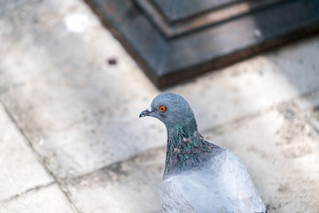 Pegion in Public Park
