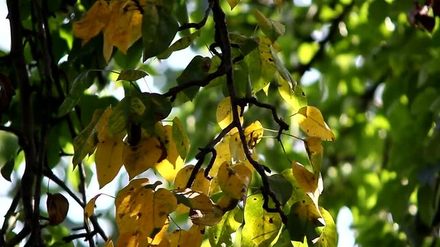 Yellow leaves in the wind