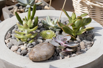 decorative plant cactus grows on the rocks