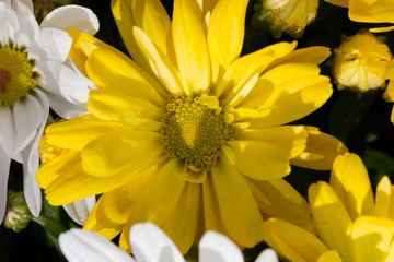 daisy flower with yellow petals closeup