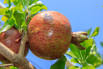 Pomegranate tree