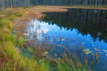 Grass on the beach in autumn woods landscape