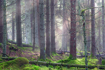 Old natural forest with fog