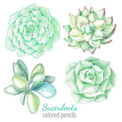 Succulents drawn by color pencils