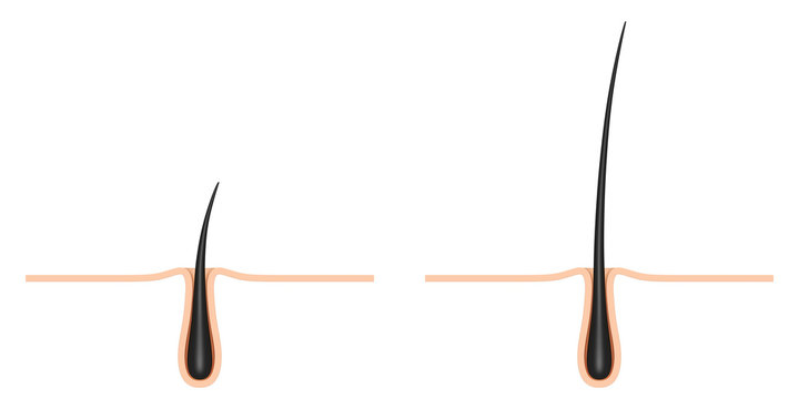 Hair Follicle. Cross Section.