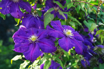 Blooms clematis blue-purple flowers. Clematis The President. Two flowers.