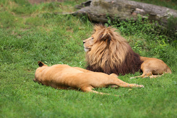 Fototapeta na wymiar A pair of lions during mating